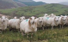 Upland sector facing 'collapse' unless BPS funding replaced