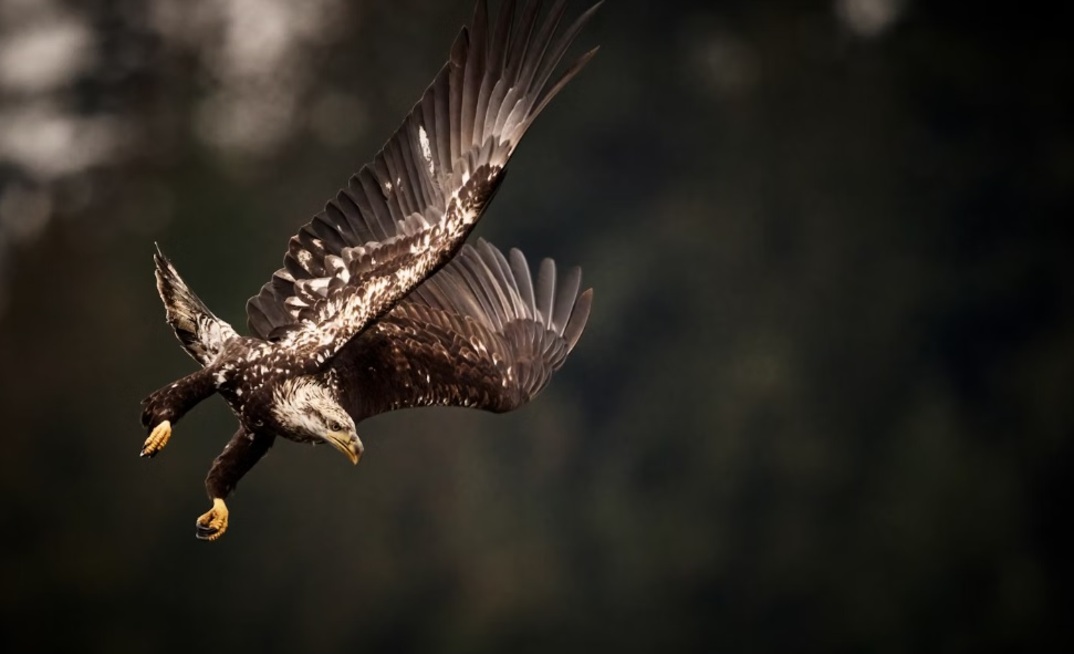 Eastern eyes flight into Canadian copper