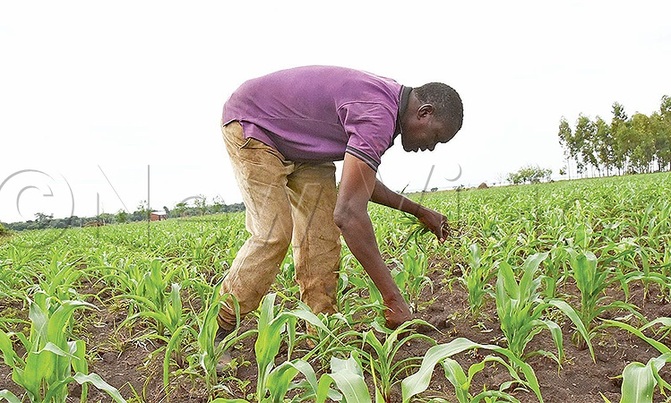 Food shortage looms as lockdown hits farmers Food shortage looms as lockdown hits farmers