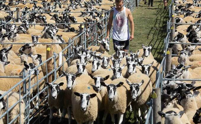 Bouyant trade with increased averages at the Thame summer sheep sale