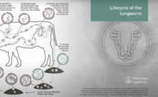 Animated LIFECYCLE of the Lungworm
