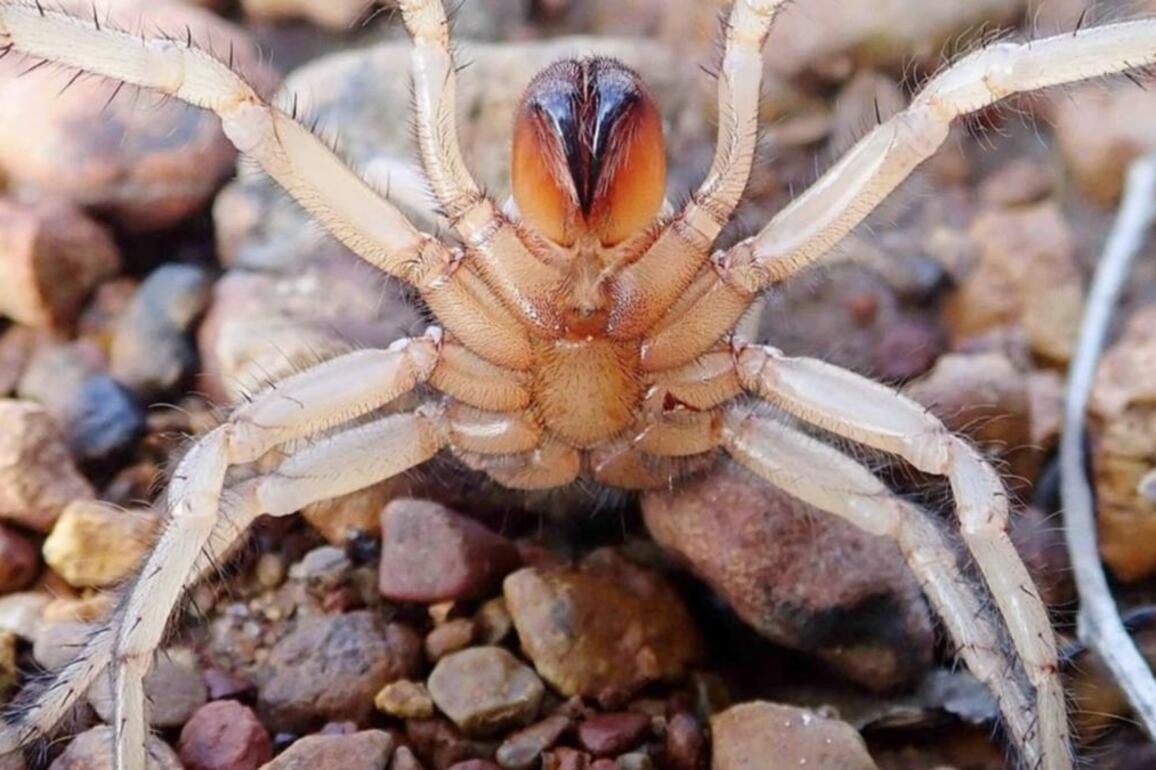 55 new species of Australian wishbone spiders identified