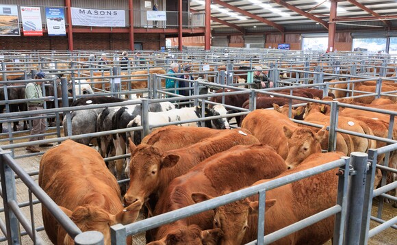 Store cattle price inflation remains above the deadweight market