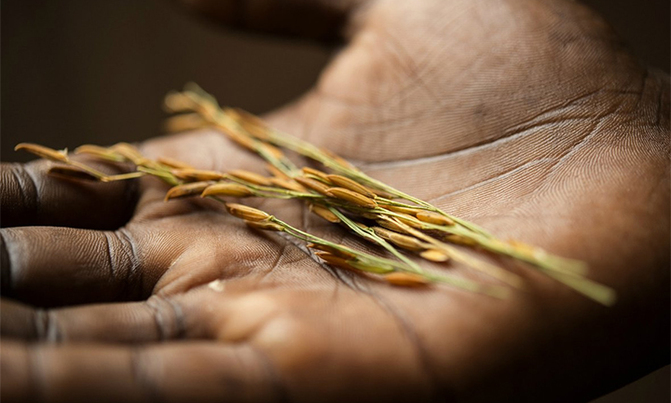 Learn about rice sowing Learn about rice sowing