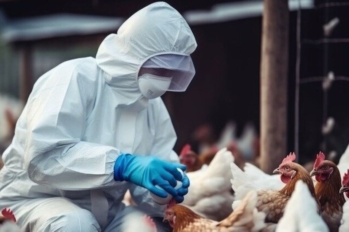 Nebraska researchers testing interspecies bird flu vaccine 