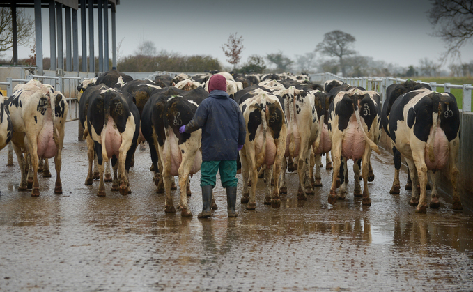 Preventative trimming protocols devised to look at the peak risk periods for lesion development, including calving.