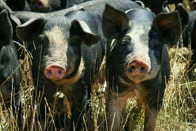 Hundreds of livestock breeds have gone extinct - but some Australian farmers are keeping endangered breeds alive