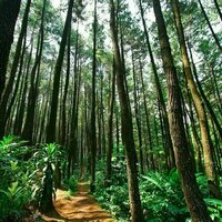 Hutan wakaf: Warisan hijau untuk masa depan kelestarian alam dan pemberdayaan masyarakat