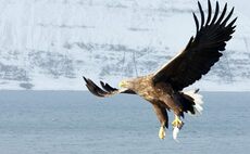 Norfolk white-tailed eagle release cancelled