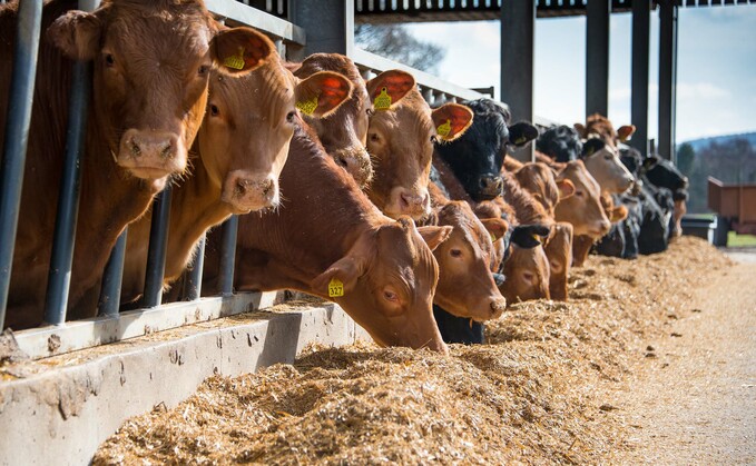 Diets with unbalanced energy and protein levels will result in cattle being unable to absorb energy efficiently, resulting in poor growth rates and longer finishing times.