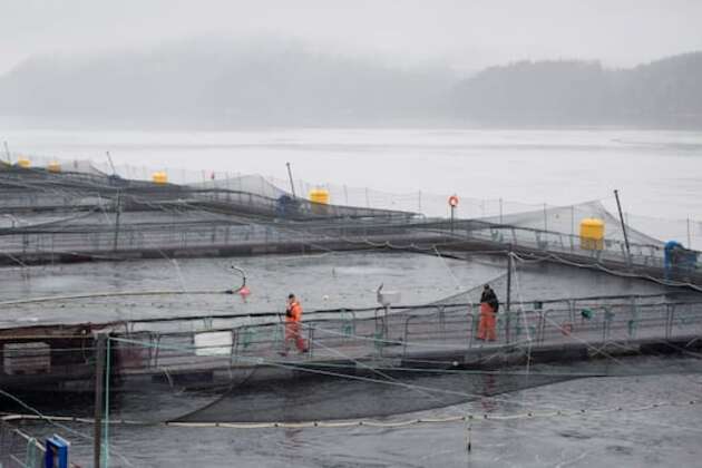 New paper continues debate over link between lice from salmon farms and B.C. wild salmon