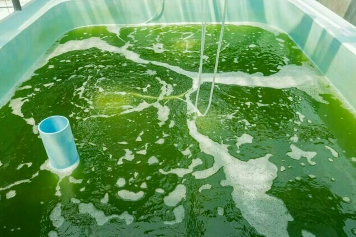 Algae can clean sewage without electricity or chemicals - we put it to the test in South Africa