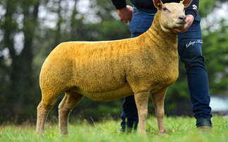 Sales round up: Charollais females reach 4,800gns; champion leads October dairy day; Sportsmans Suffolk shines; dairy records set