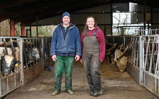 Why has a flying dairy herd in Wales moved to breeding its own replacements?