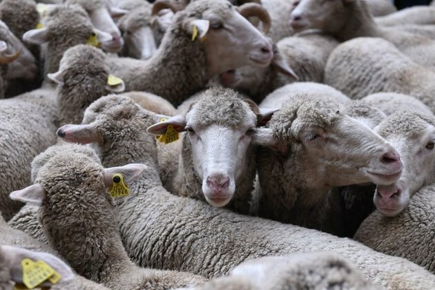 Scientist offers explanation for great sheep mystery