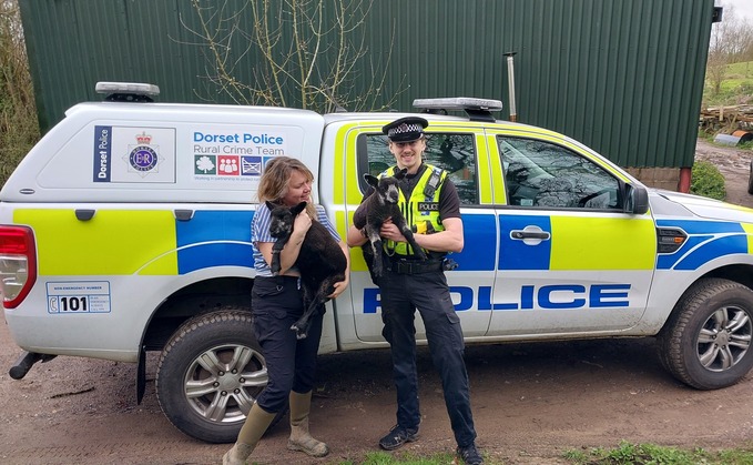 A police officer reuniting two stolen lambs to a 'grateful' owner near Bridport (Dorset Police Rural Crime Team)