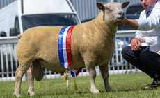 Boyo flock takes top titles at Staffordshire County Show