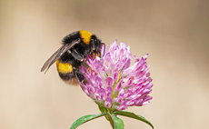 Bumblebee numbers plummet in 2024