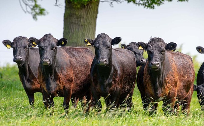 Branding key to beef value chain