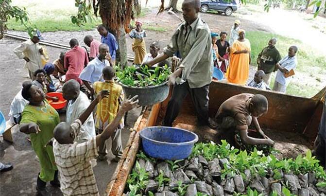 Coffee farmers in Kamwenge, Kasese get subsidised seedlings Coffee farmers in Kamwenge, Kasese get subsidised seedlings