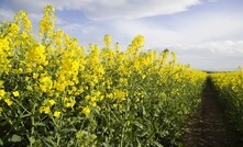 WA farmers free to grow GM crops