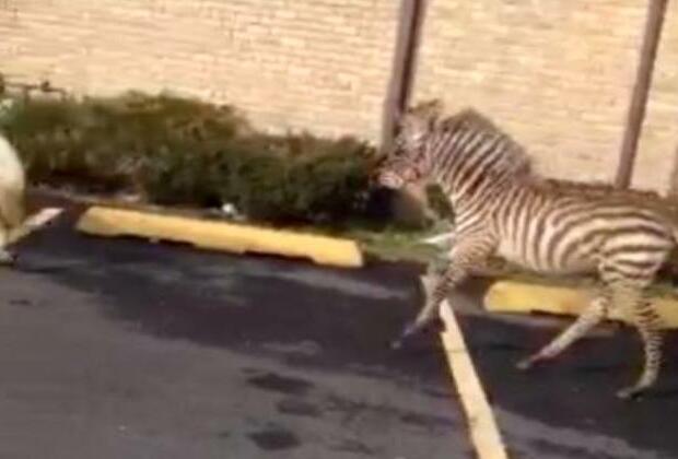 Escaped zebra runs thru town near Seattle