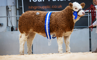 Simmentals in demand at Next Gen V