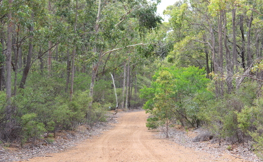 Deep in the Northern Jarrah Forest with Alcoa.