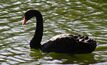 Doral's mineral sands plan could put a listed wetland that is a black swan habitat at risk.