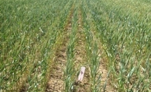 Brome grass herbicide resistance a real worry