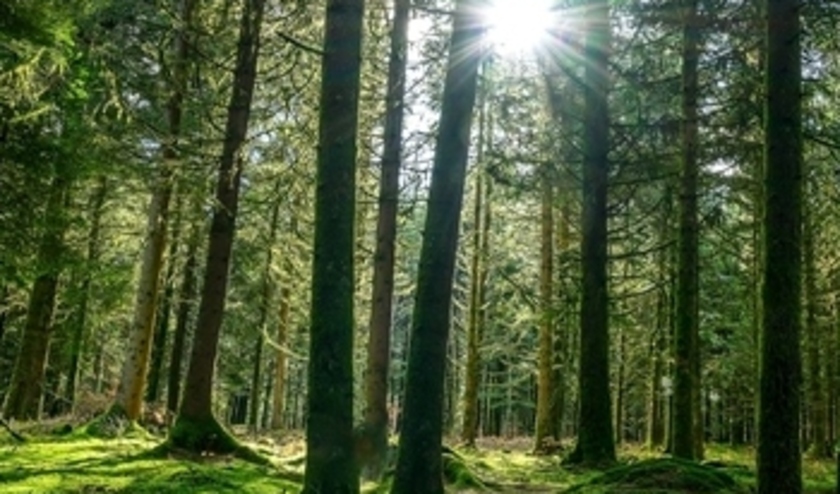 (C) Svetlana Orusova/shutterstock.com