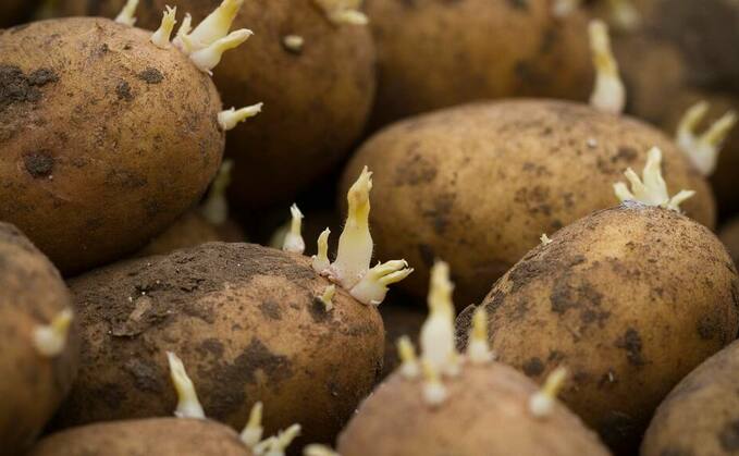 Potato prices weak as Covid-19 fears remain