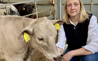 Cow approved for waste carrier licence shows criminals are 'milking' the system