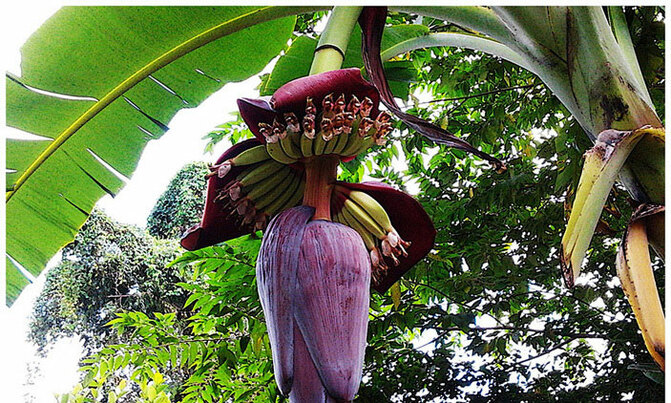 'Empumumpu': Health benefits of eating banana flower 'Empumumpu': Health benefits of eating banana flower