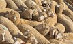 Sheep deaths prompt investigation into Middle East bound voyage