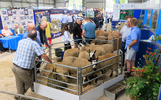 NSA Malvern Preview: Sustainable sheep sector focus of NSA flagship event   