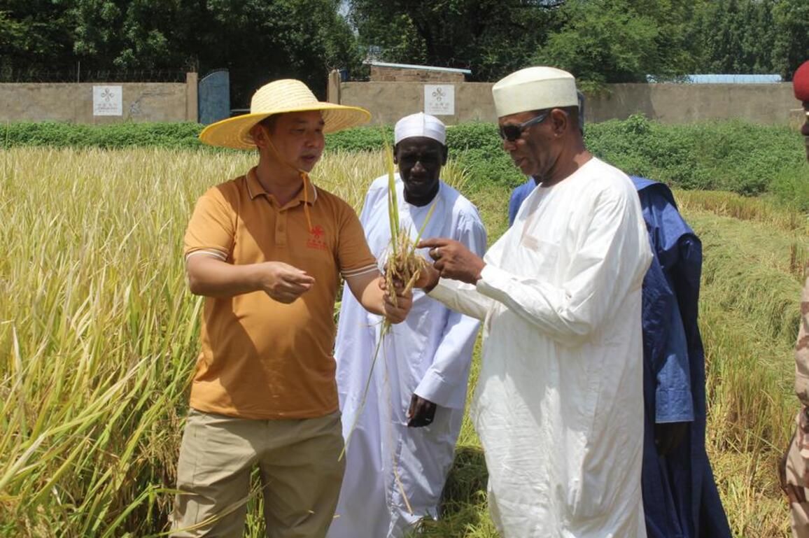 (Hello Africa) China-aided agricultural project helps boost Chad's food security