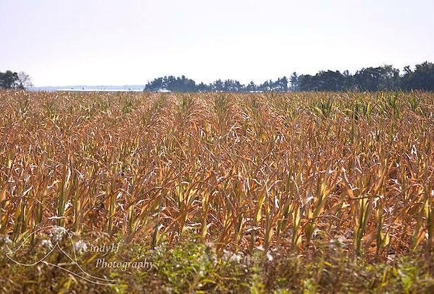 Canadian farmers face failure of canola, wheat crops