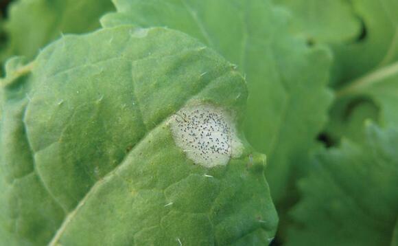 Forecast shows early onset of phoma in oilseed rape