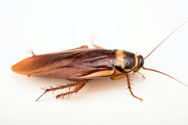 Invasive species: biggest threat may be the most uncertain - disease