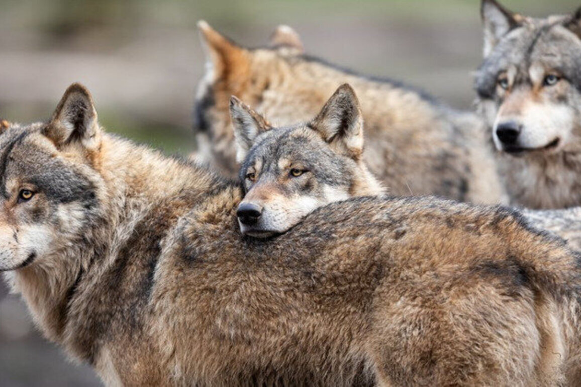 Oregon's wolf population increases with important caveat
