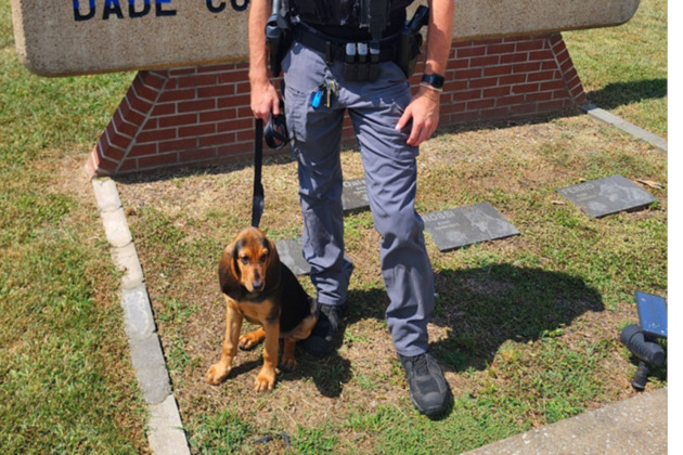 Georgia dog dies after being left in hot cruiser with malfunctioning AC, handler fired