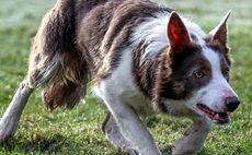 Sheep dogs sell to 14,300 at Skipton's online sale