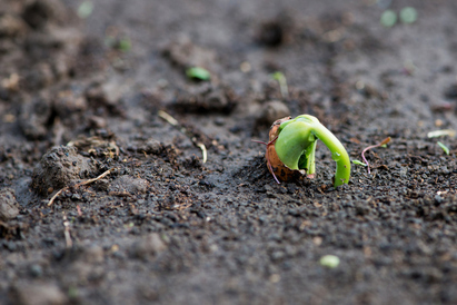 Thinking Emerging Markets? Think Small