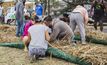  Locals stuff straw ito sacks. Credit: EPA