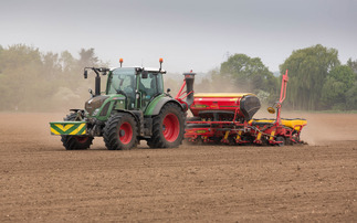 Growers must dig deep to find moisture for maize