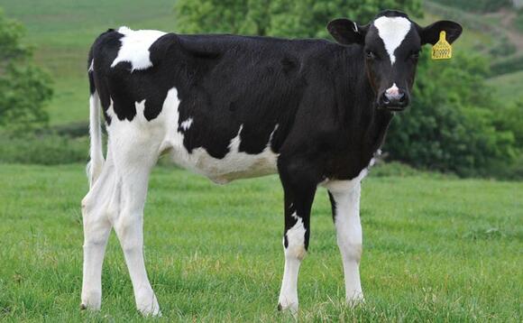 Is genomic testing your females proving its worth?