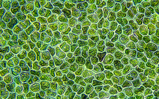 Algae cells | Credit: iStock