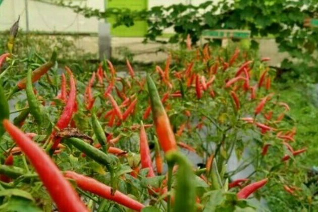DepEd official optimistic about PBBM support for farm schools