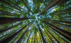 Microsoft inks 15-year nature-based carbon removals deal with US-based Chestnut Carbon